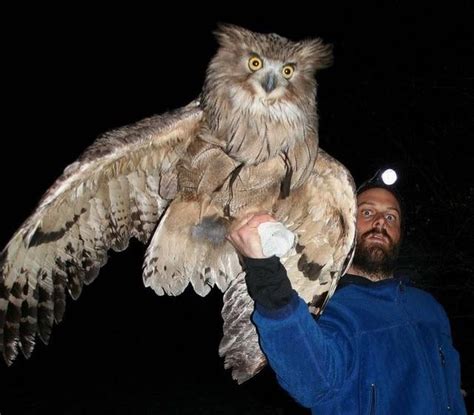 blakiston's fish owl|The size of Blakiston’s fish owls, the most massive of living owl .